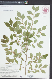 Ilex serrata image