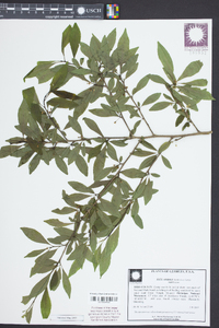 Ilex ambigua image