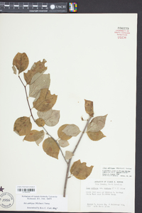 Ilex ambigua image