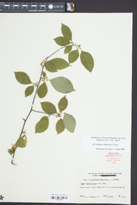 Ilex ambigua image