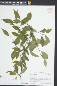 Ilex ambigua image