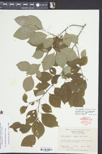 Ilex ambigua image