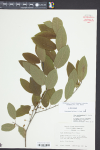 Ilex amelanchier image