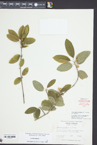 Ilex amelanchier image