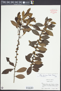 Ilex coriacea image