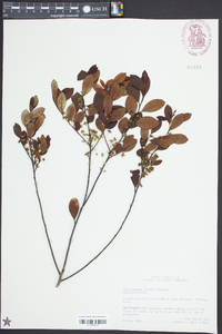 Ilex coriacea image