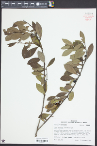 Ilex coriacea image