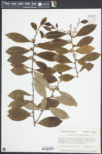 Ilex coriacea image