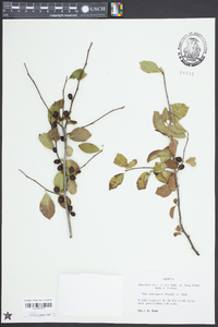 Ilex laevigata image