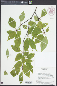 Ilex montana image