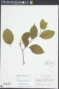 Ilex montana image