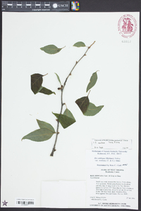 Ilex montana image