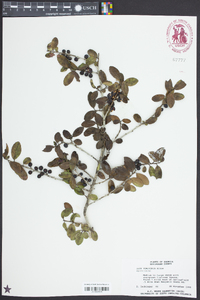 Ilex vomitoria image