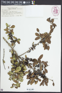 Ilex vomitoria image