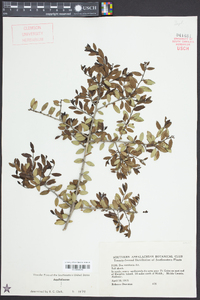 Ilex vomitoria image