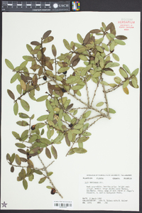 Ilex vomitoria image