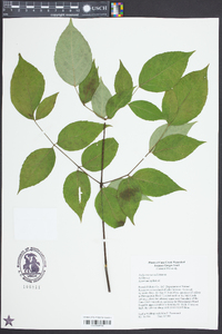 Aralia racemosa image