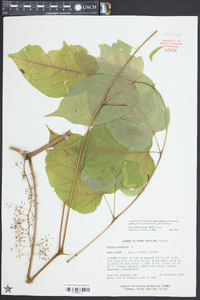 Aralia racemosa image