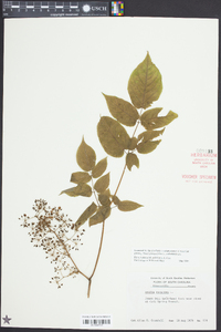 Aralia racemosa image