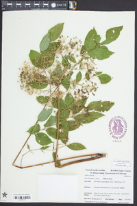 Aralia spinosa image