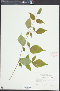 Aralia spinosa image