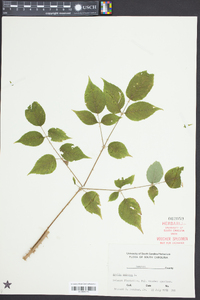 Aralia spinosa image