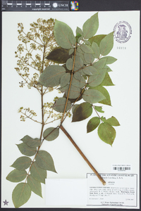 Aralia spinosa image