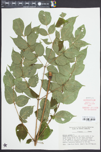 Aralia spinosa image