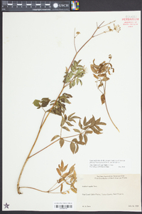 Aralia hispida image