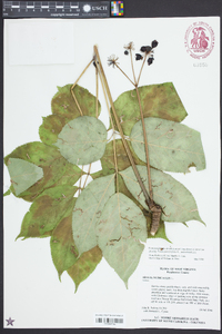 Aralia nudicaulis image