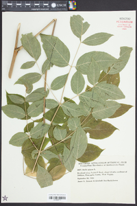 Aralia spinosa image