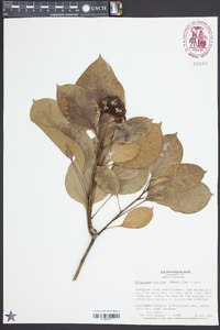 Dendropanax trifidus image