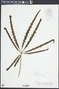 Schefflera elegantissima image