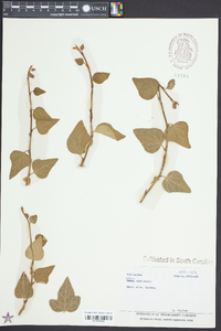 Hedera nepalensis image