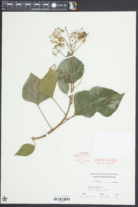 Hedera helix image