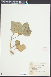 Hedera helix image