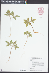 Panax trifolium image