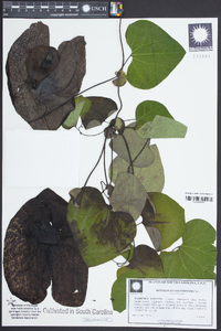 Aristolochia grandiflora image