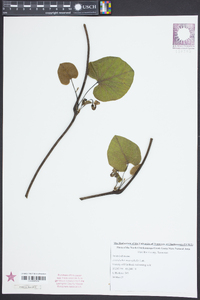 Aristolochia macrophylla image