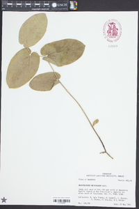 Aristolochia reticulata image