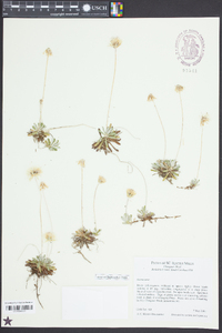 Chevreulia sarmentosa image