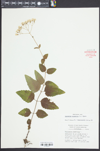 Ageratina aromatica image