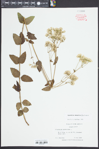 Ageratina aromatica image