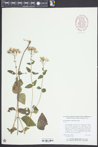 Ageratina aromatica image