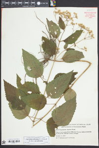 Ageratina altissima var. altissima image