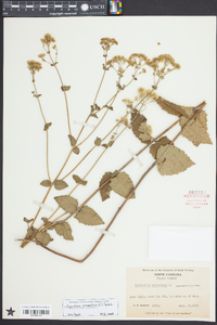 Ageratina aromatica image