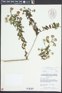 Aster carolinianus image