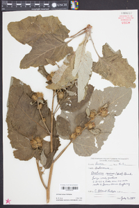 Arctium minus image