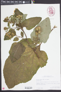 Arctium minus image