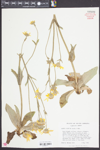 Arnica acaulis image